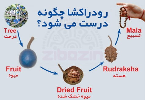 رودراکشا چیست؟ کاربرد در یوگا، مدیتیشن و چاکرا | راهنما ۱۴۰۵ رودراکشا چیست